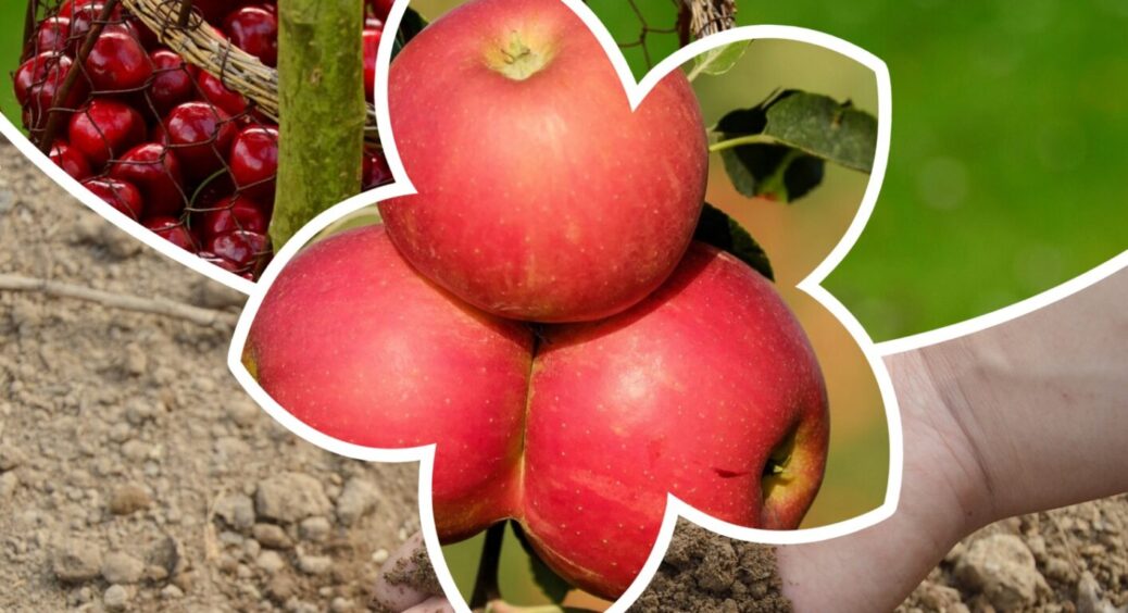 Добриво 2в1 – і для яблуні, і для вишні: чим підживити фруктові дерева у 2025-му 