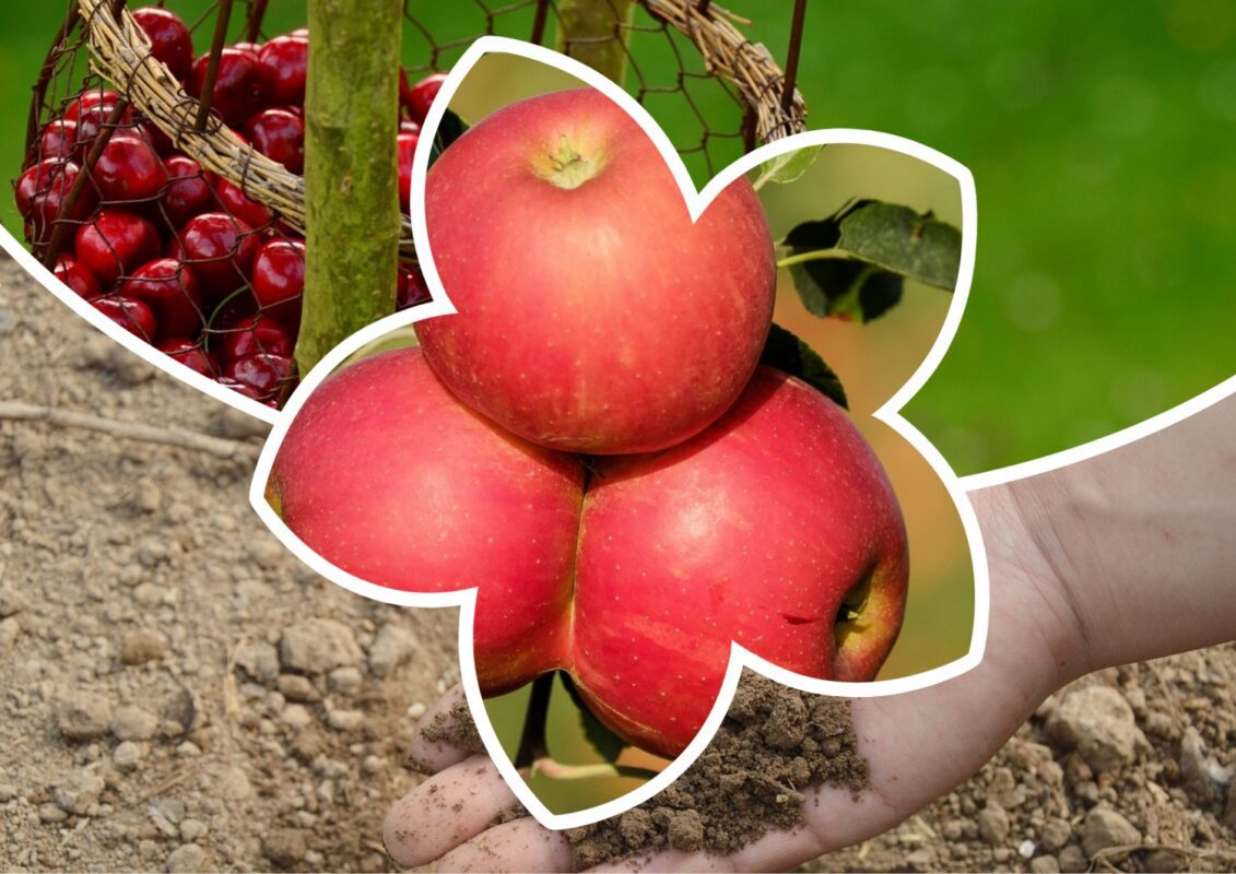 Аграрії розповіли рецепт добрива 2 в1 для яблунь та вишень