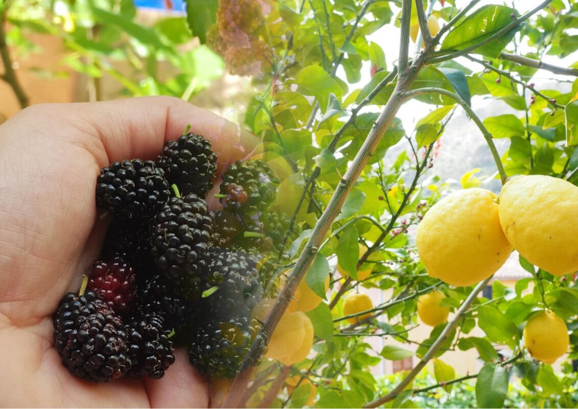 Експерти розповіли, як відмити сліди шовковиці з рук