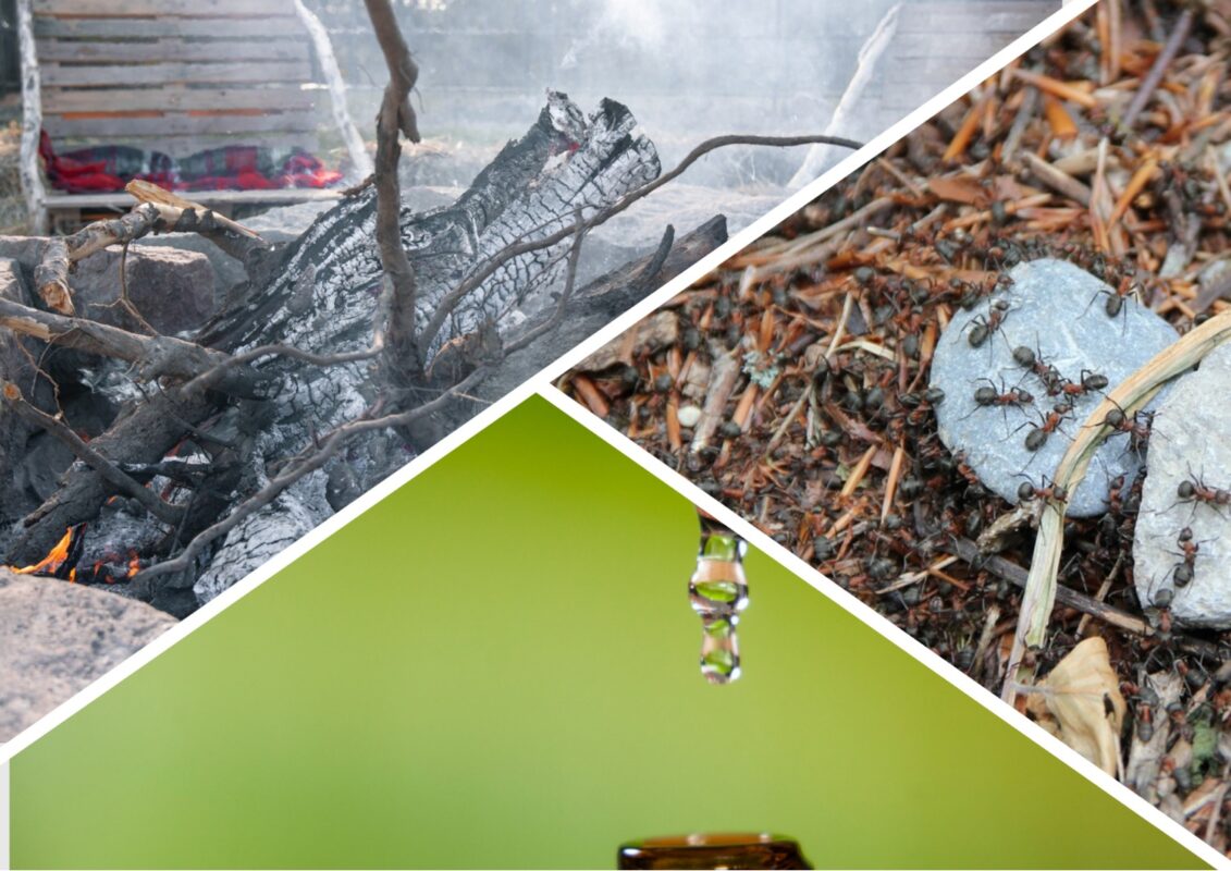 Експерти розповіли, як прибрати мурах із саду