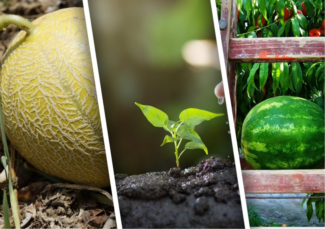 Агрономи назвали сприятливі дати в травні 2025 для посіву кавунів та динь