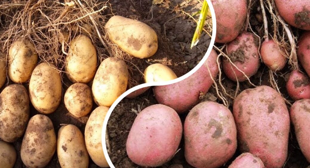 Городники протестували 7 сортів картоплі і лише два дають рекордний врожай: дізнайтеся які 