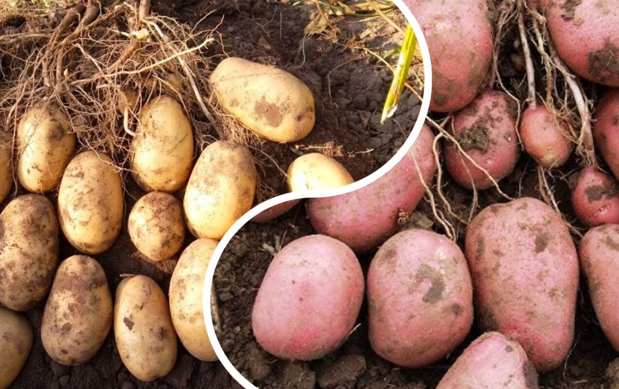 Агрономи порадили 3 сорти картоплі для вирощування на Закарпатті