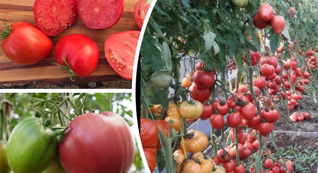 Ці помідори ростуть як на дріжджах – що на Закарпатті, що на Полтавщині: 5 найкращих сортів 