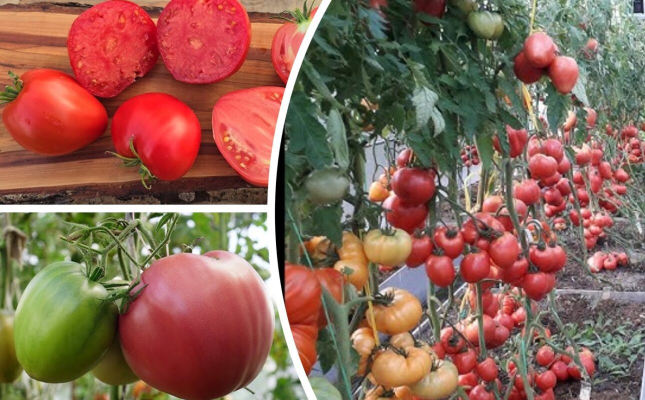 Агрономи назвали 3 сорти помідорів, які ростуть в будь-яких умовах