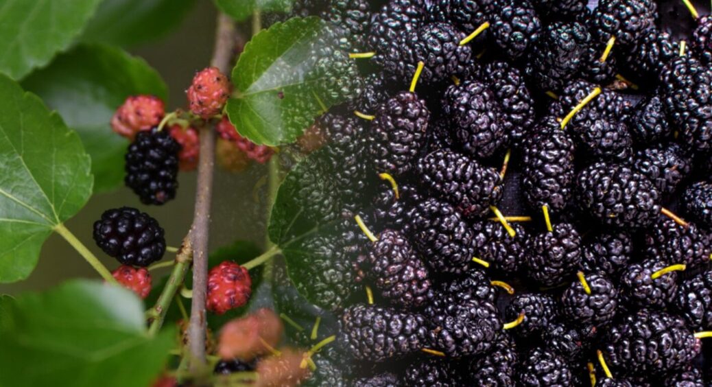 Завдання із зірочкою: як начисто відмити руки від шовковиці – 4 лайфхаки для ласунчиків 