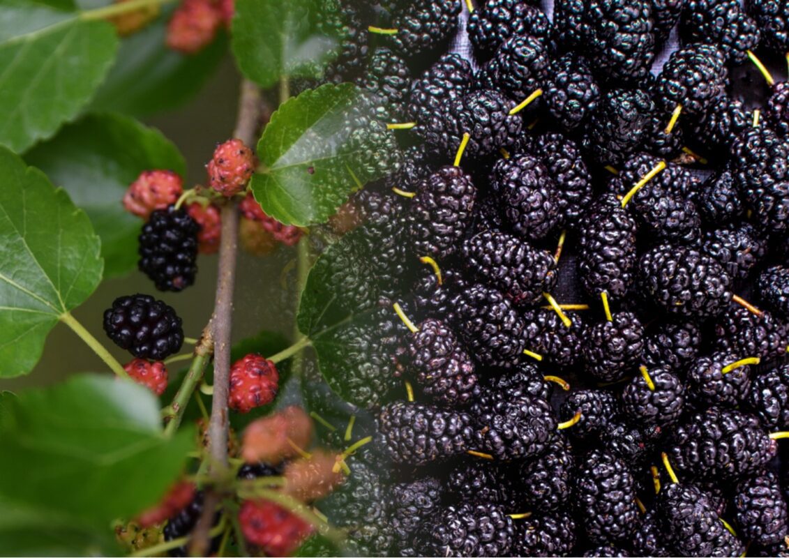 Експерти розповіли, як та чим відмити руки від шовковиці