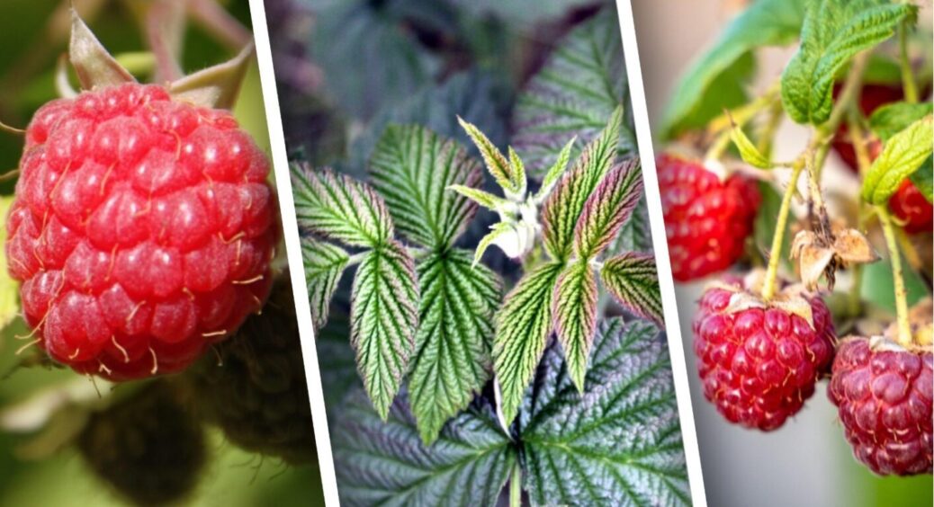 Як допомогти кущам малини прокинутися після заморозків: кілька важливих кроків до врожаю 2025 