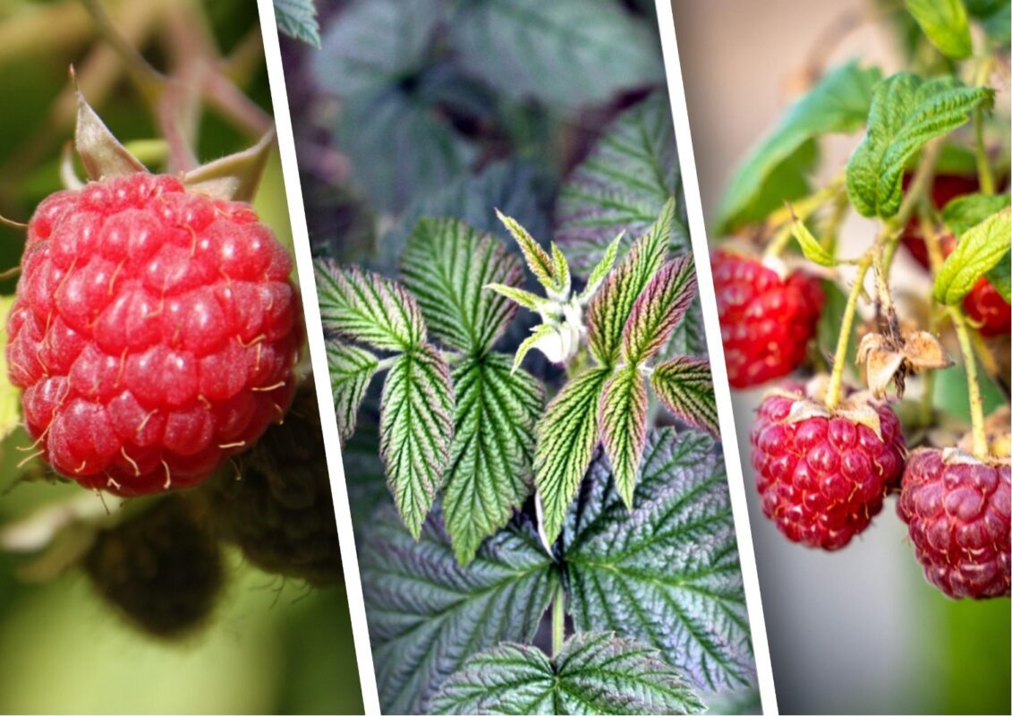 Городники пояснили, чим слід удобрити малину в липні для хорошого плодоношення