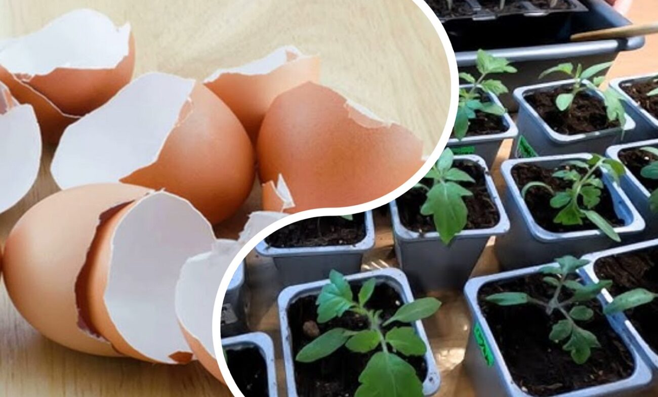 Садівники розповіли, як з яєчної шкаралупи зробити добриво для городу та саду