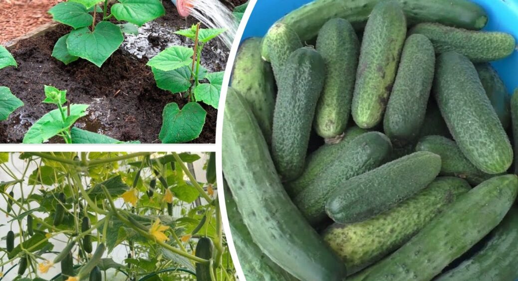 Бабусі вчать класти 1 дивну річ під огірки: будуть хрумкі, соковиті, без гіркоти 