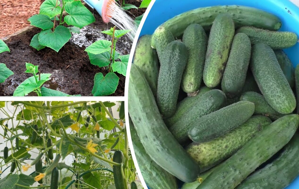 Експерти розповіли, чим підживити огірки, щоб вони не гірчили