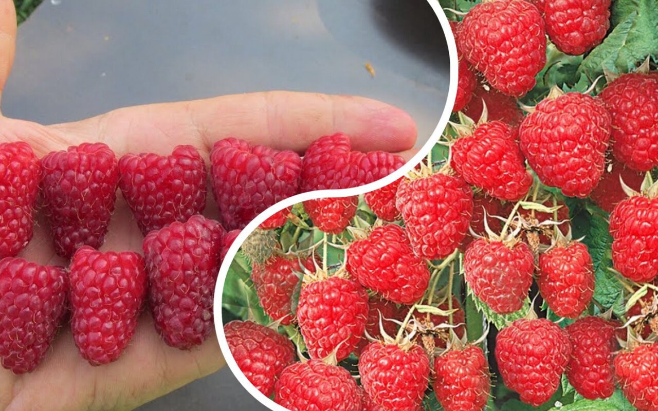 Як виростити великий врожай малини