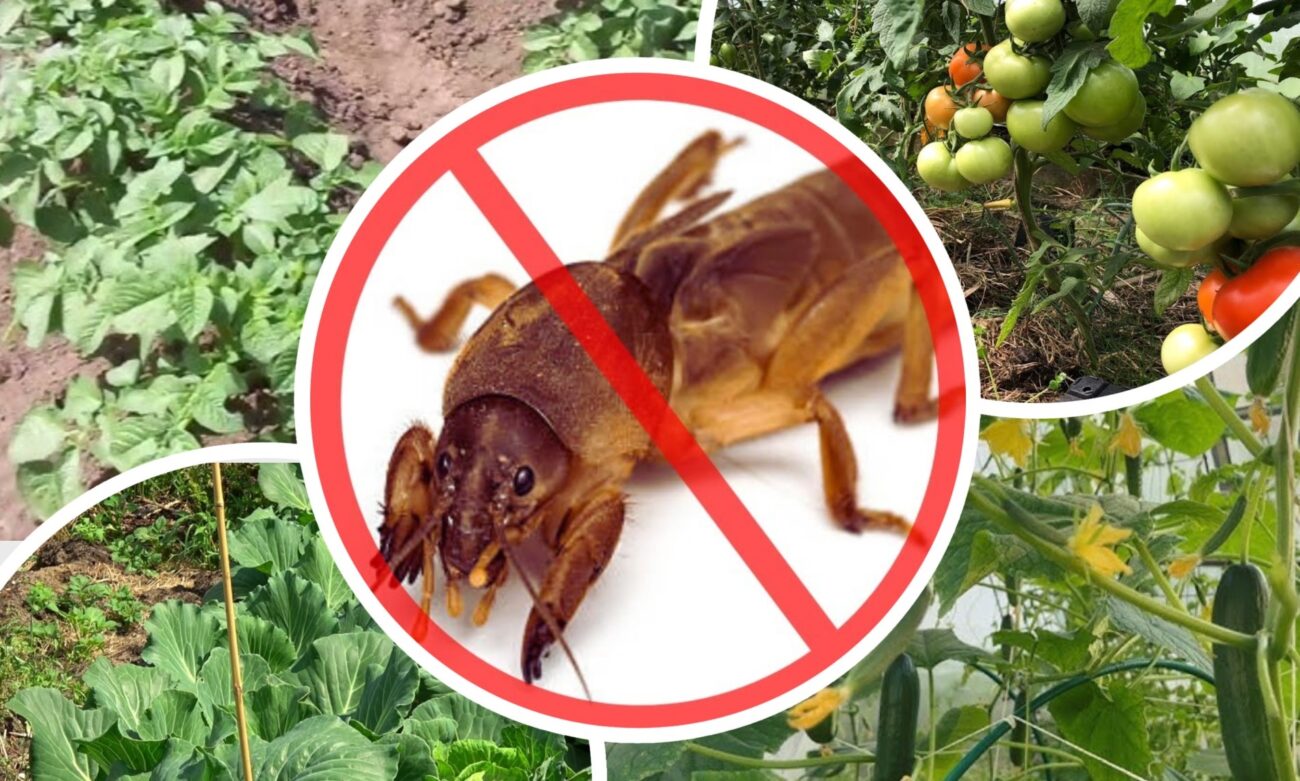 Городники розповіли, як позбутися вовчка без хімікатів