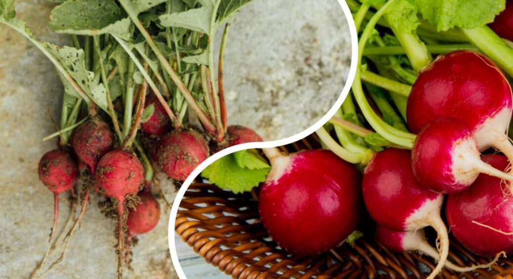 Редиску на Полтавщині вирощують не тільки навесні: 3 кроки, і вона завжди буде на городі 