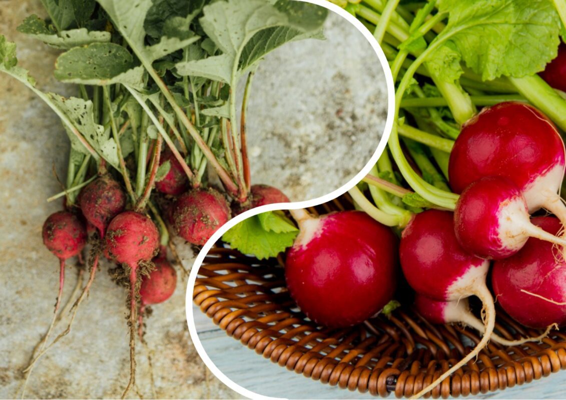 Чи можна вирощувати редиску влітку