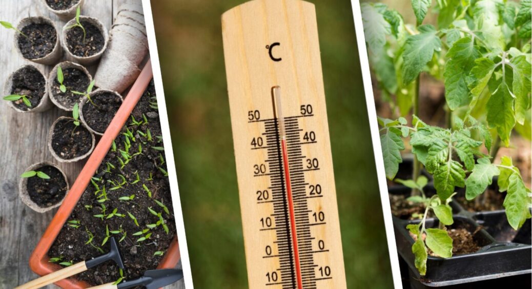 Ще не +15, а розсада проситься на грядки: як саджати рослини в травні, коли земля ще холодна 