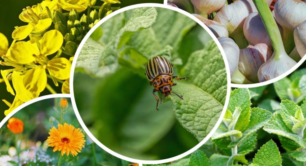 Лише 1, але ключова обробка: колорадський жук після такої обходить картоплю 10-ю дорогою 