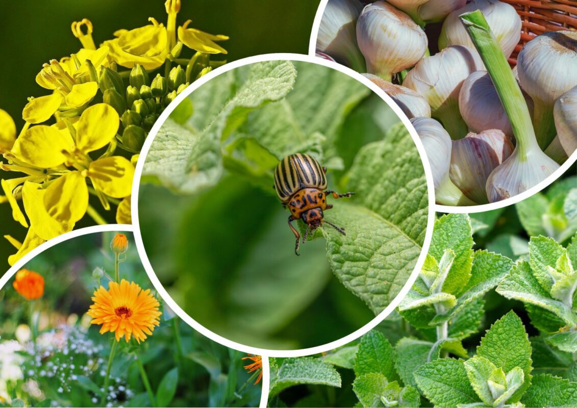 Агрономи назвали найкращі народні засоби від колорадського жука