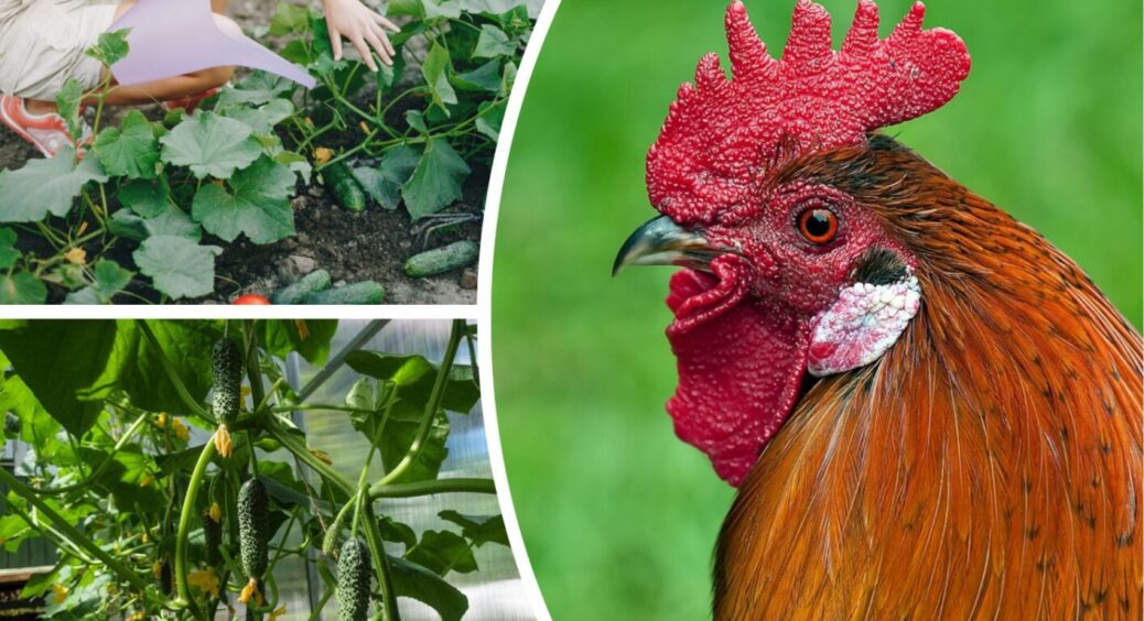 Нищівне фіаско: 1 популярне добриво для огірків спаплюжить врожай – ще є час виправити помилку 