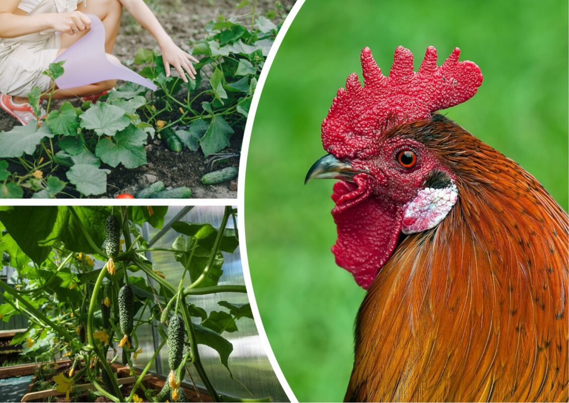 Городники назвали популярне добриво, яке може спаплюжити врожай огірків