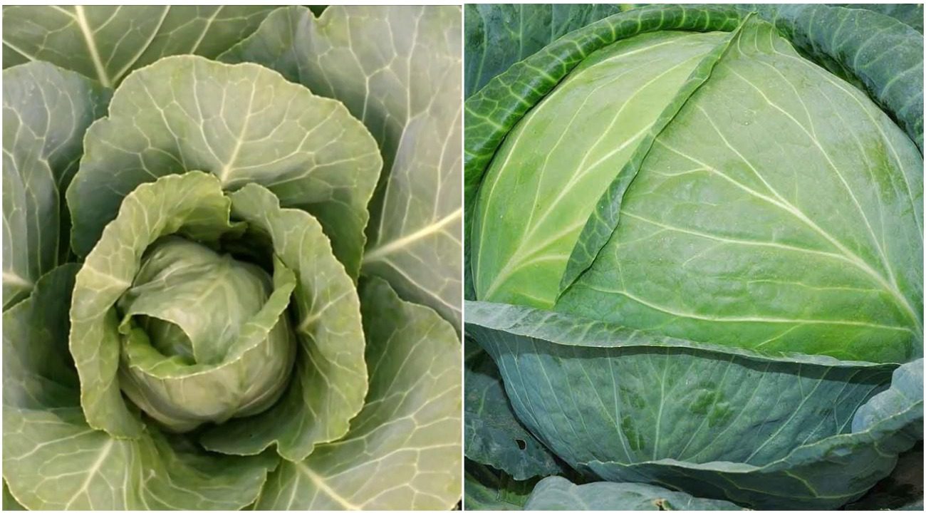 Городники розповіли, чим полити капусту, щоб вона виросла гігантською