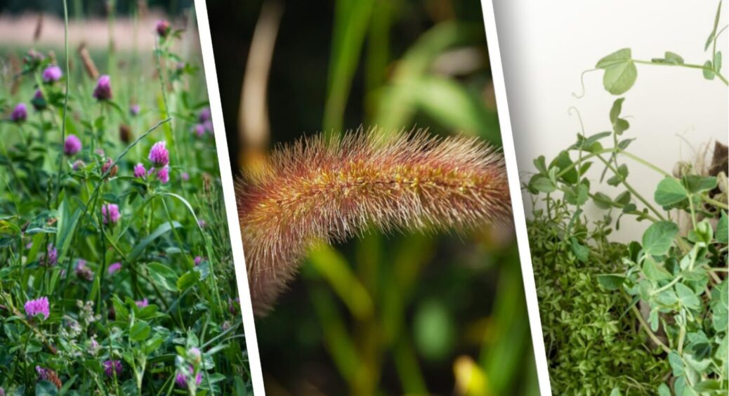 А чи треба прощатися з пирієм? Як набридлий бур’ян може принести користь на городі 