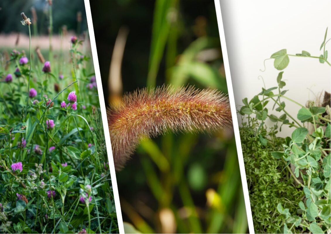 Агроном розповів, як використати бур'ян на своєму городі 