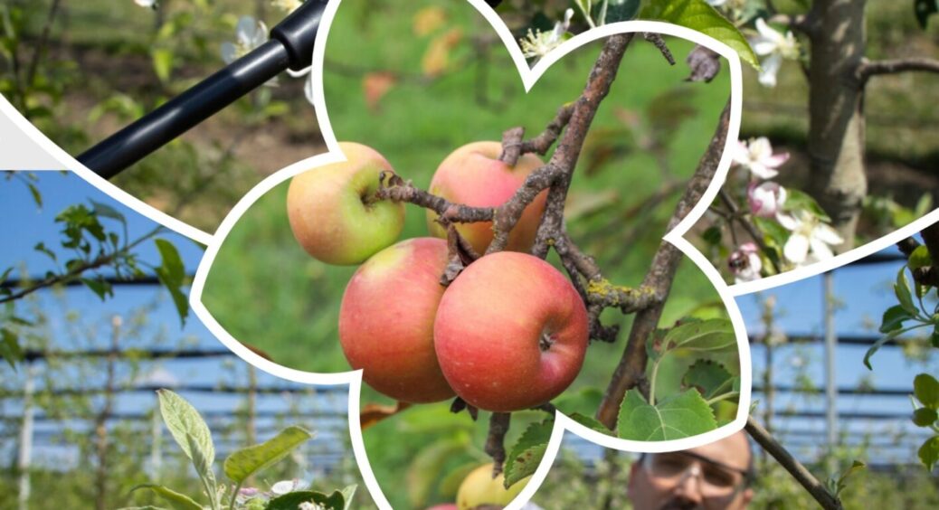 Брала саджанці яблуні у “перевіреного” продавця – а листя скручується: чим рятую 