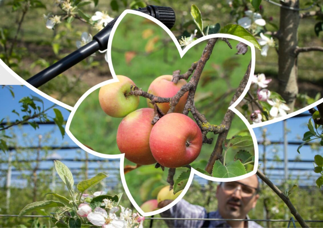 Чим обробити яблуню, щоб не скручувалось листя