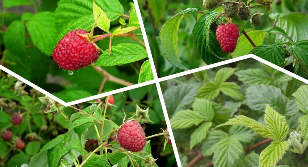 На Рівненщині малину поливають цим 1 раз на тиждень – ягоди досягають розміру курячого яйця 