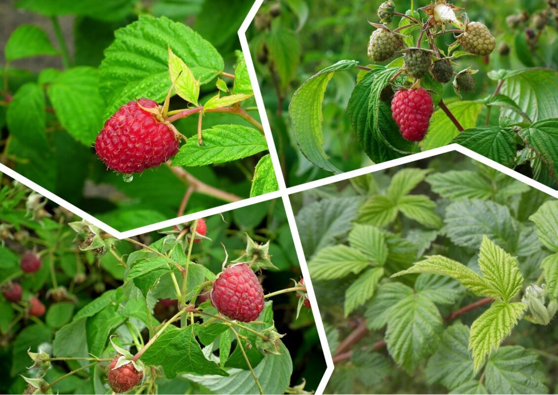 Садівники пояснили, яку процедуру слід обов'язково зробити з малиною в липні 