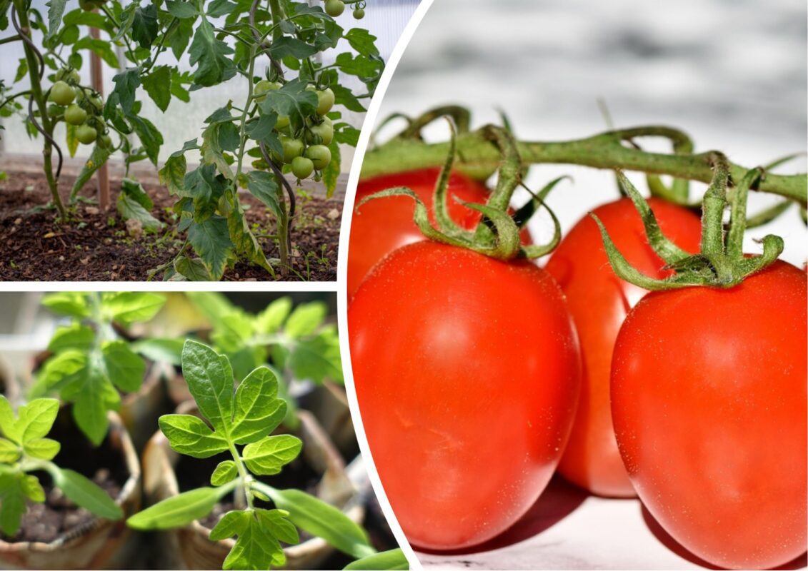 Агроном розповів, яка рослина покращує умови розвитку для овочевих культур