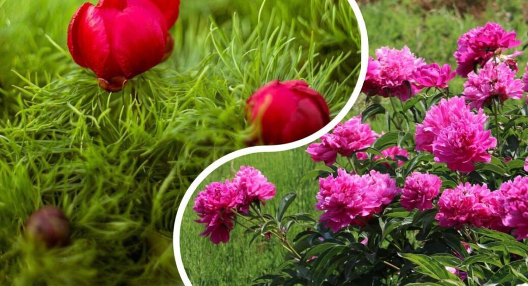 Як доглядати за півоніями, які вже відцвіли: зробіть це 1 раз на тиждень, щоб “догодити” квітці 