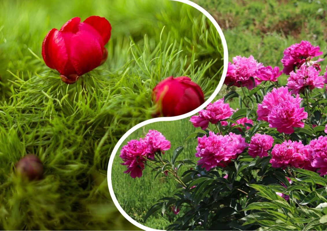 Квітникарі розповіли, як доглядати за півоніями після цвітіння