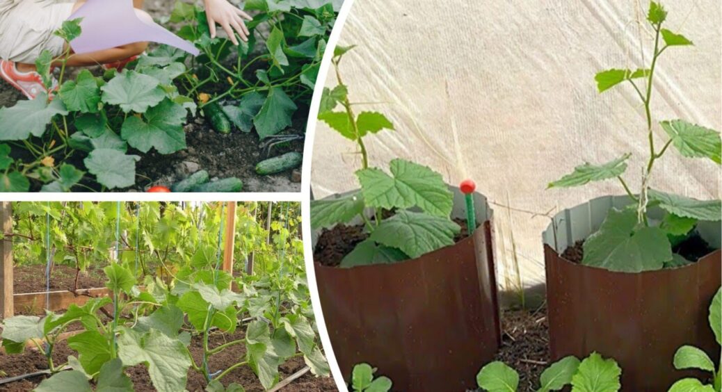 Ці огірки не потребують щоденного догляду. Названо 3 найкращих сорти для Києва, Рівного, Львова 