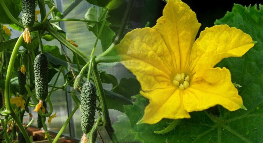 1 річ, яку не можна робити перед посадкою огірків у травні 2025 – врожаю буде як кіт наплакав 