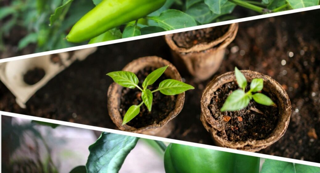 Перці так ростуть на Київщині, що їх благають зупинитися: як досягти неймовірного врожаю 