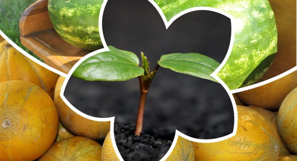 Коли в травні 2025 року сіяти диню і кавун у відкритий ґрунт: у вас ще є 5 днів, щоб це зробити 