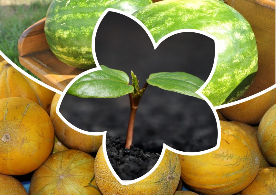 Посівний календар на травень 2025: сприятливі дні для посіву кавунів та динь 