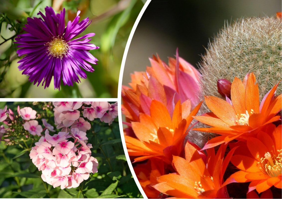 Садівники назвали невибагливі рослини для домашнього городу