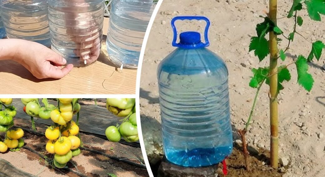 Агрономи розсекретили, як зробити полив, що працює автономно – 2 пляшки і 10 хвилин роботи 