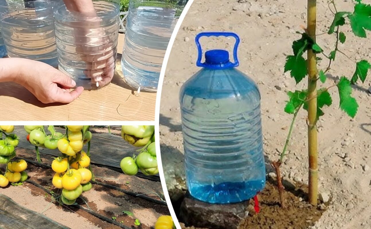 Експерти розповіли, як зробити крапельний полив своїми руками