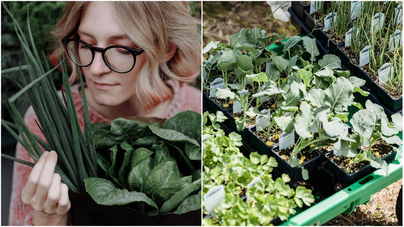 Городники України назвали найпопулярніші зелені культури