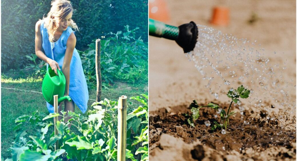 Обов’язково запам’ятайте ЦЕ: полив овочів у відкритому ґрунті – складні правила простими словами 