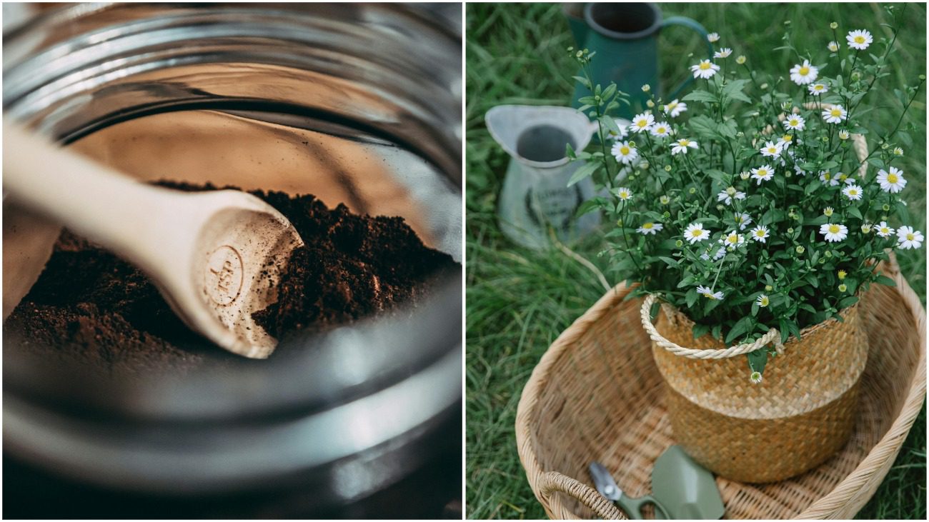 5 способів використання кавової гущі на ділянці