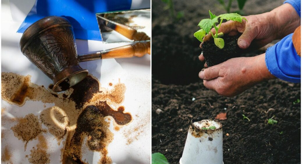 У яких випадках не можна застосовувати кавову гущу на городі: тільки привернете неприємності 