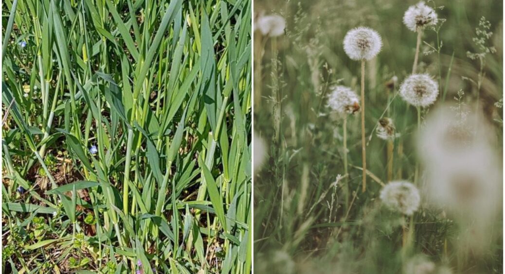 Найбільш настирливі травневі бур’яни і як з ними боротися без “хімії”: на Київщині знають напевно 