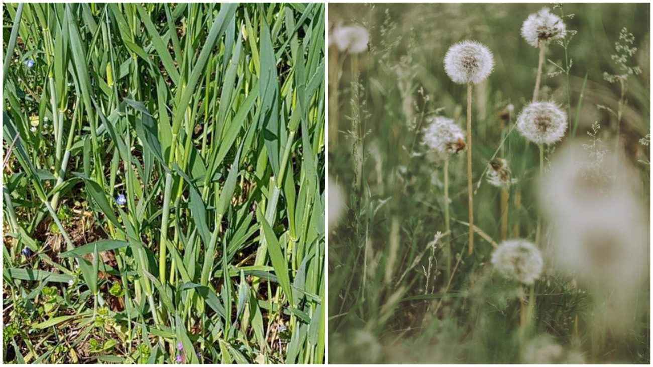 Садівник розповів, як прибрати бур'яни без зайвої роботи