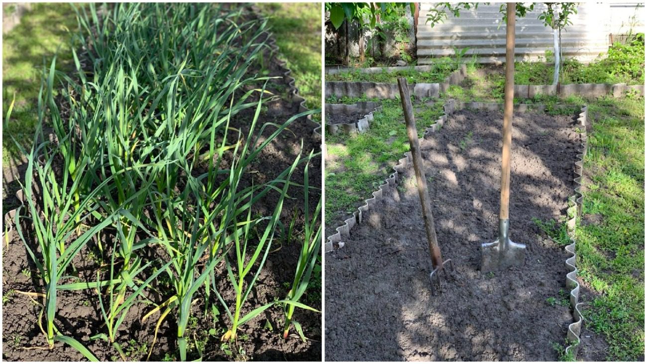 Копати чи не копати? Городники із Закарпаття розкрили всю правду